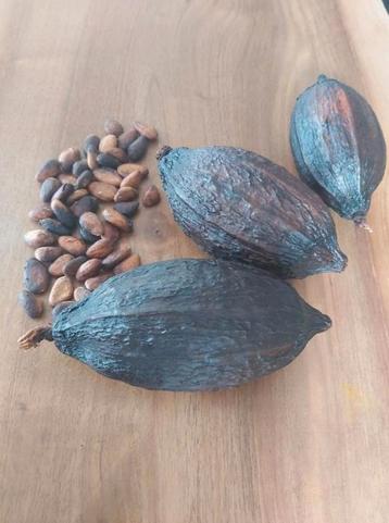 EXCLUSIF cabosses de Cacao vide et séché  disponible aux enchères