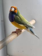 Gouldamadines  prachtige koppel