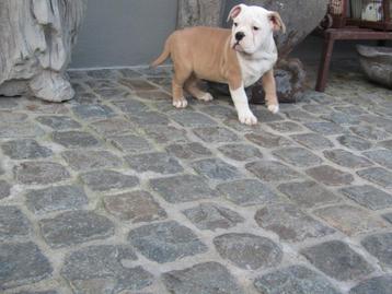 Old English Bulldog puppy's reutjes beschikbaar voor biedingen