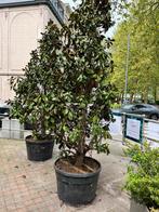 Magnolia grandiflora galisson, Jardin & Terrasse, Plantes | Arbres