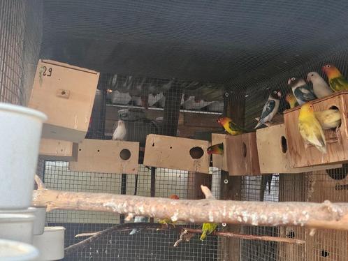 Fisheri's en Personatas, Dieren en Toebehoren, Vogels | Parkieten en Papegaaien, Dwergpapegaai of Agapornis, Meerdere dieren, Geringd