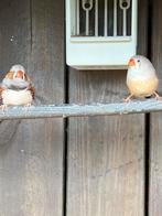 Diverse vogels