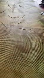 Gratis baby wandelende takken, Animaux & Accessoires, Insectes & Araignées