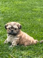 Lhasa apso pupjes, CDV (hondenziekte), Meerdere, 8 tot 15 weken, Meerdere dieren