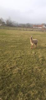 alpaca, Dieren en Toebehoren, Overige Dieren, Mannelijk