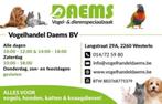 Tamme kakerikies en roze kaketoe, Animaux & Accessoires