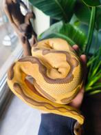 Ball python, koningspython, Dieren en Toebehoren, Slang, Tam, 0 tot 2 jaar