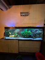 Aquarium, Animaux & Accessoires, Poissons | Aquariums & Accessoires, Enlèvement, Comme neuf, Aquarium d'eau douce rempli
