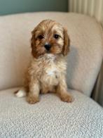 Prachtige Cavapoo pups( dwergpoedel x cavallier ), Dieren en Toebehoren, Poedel, België, CDV (hondenziekte), 8 tot 15 weken