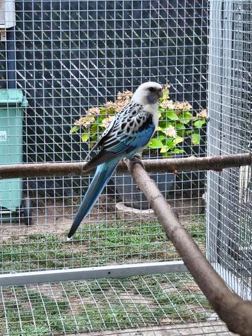 Rosella man
