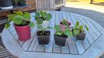 Jonge pannenkoeken plantjes, Jardin & Terrasse, Plantes | Jardin, Enlèvement ou Envoi