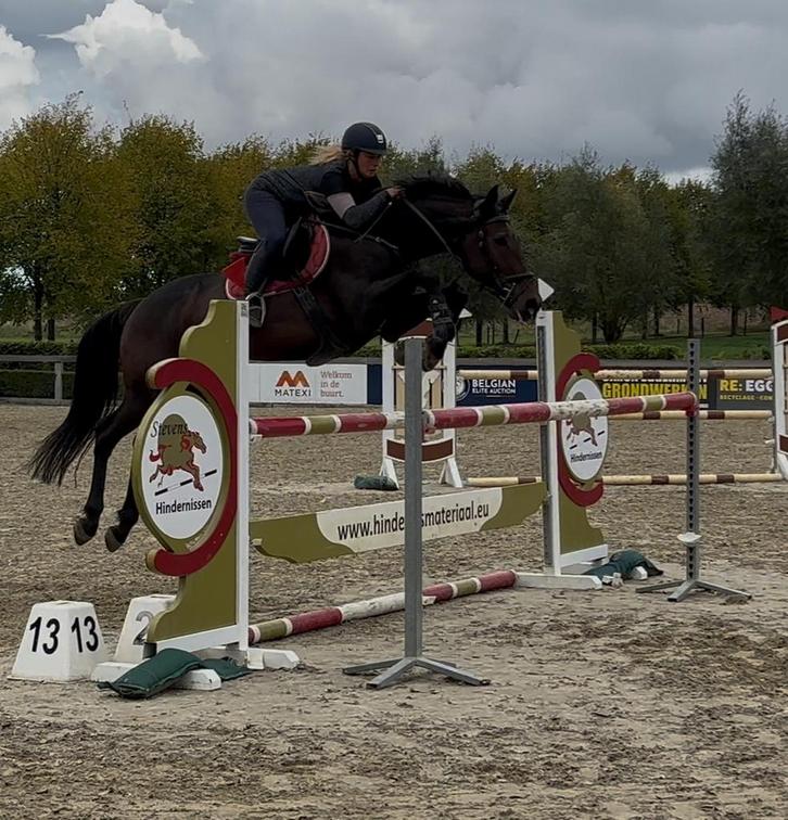10 jarige ruin, Dieren en Toebehoren, Paarden, Ruin