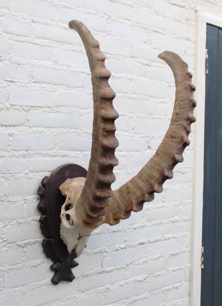 Hoorns ALPEN STEENBOK (Capra ibex) op schild - gewei, Verzamelen, Dierenverzamelingen, Gebruikt, Gewei of Kop, Wild dier, Ophalen