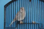 borderpopjes, Dieren en Toebehoren, Vogels | Kanaries