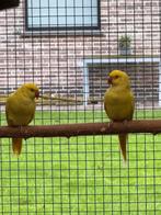 Lutino halsband parkiet, Dieren en Toebehoren, Mannelijk, Parkiet, Geringd