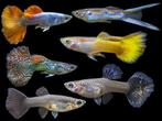 GRATIS/GOEDKOPE GUPPIES GEZOCHT, Dieren en Toebehoren