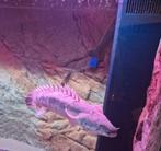 Polypterus Ornatipin Polypterus bichir, Vacatures, Profielen | Man/Vrouw zoekt werk