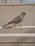 Kanarie agaat rood mozaïek, Dieren en Toebehoren, Vrouwelijk, Kleurkanarie