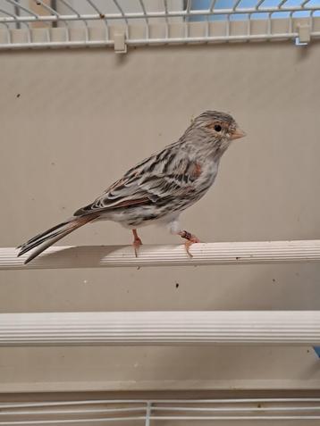 Kanarie agaat rood mozaïek beschikbaar voor biedingen