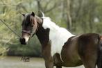 Amha-bmp merrie, Dieren en Toebehoren, Pony's, Merrie, A pony (tot 1.17m)