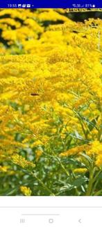Mooie guldenroeden planten, Ophalen