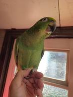 Geelvoorhoofd Amazone Papegaai, Dieren en Toebehoren, Vogels | Parkieten en Papegaaien, Papegaai, Geringd