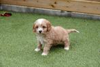 Prachtige Cavapoo pups (cavalier x toy poedel), CDV (hondenziekte), Meerdere, 8 tot 15 weken, Meerdere dieren