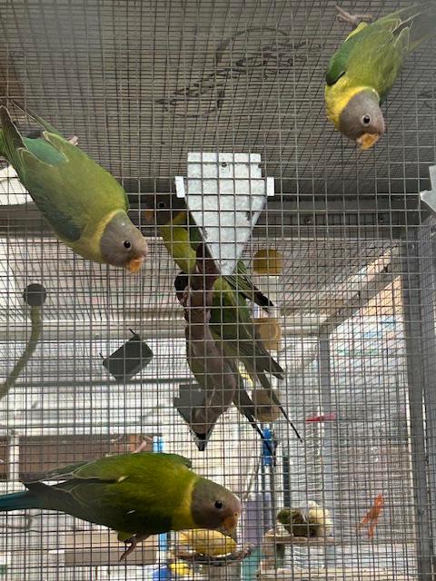 Pruimkoppen, Animaux & Accessoires, Oiseaux | Perruches & Perroquets