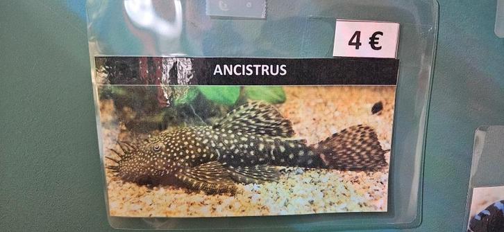 Ancistrussen algeneters, Dieren en Toebehoren, Vissen | Aquariumvissen, Zoetwatervis, Vis
