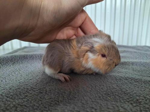 Lieve CH teddy cavia beertjes, Dieren en Toebehoren, Knaagdieren, Mannelijk, Cavia, Tam