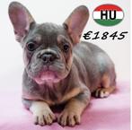 Bouledogue Français (Bleu, Blue Tan) chiots à vendre, Animaux & Accessoires, 15 semaines à 1 an, Hépatite contagieuse (maladie de Rubarth)
