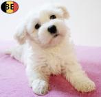 Maltezer - Belgische pups te koop, Dieren en Toebehoren, België, Maltezer, Handelaar, CDV (hondenziekte)