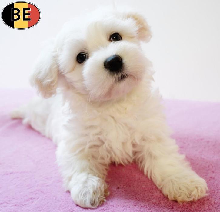 Maltezer - Belgische pups te koop, Dieren en Toebehoren, Honden | Chihuahua's en Gezelschapshonden, Meerdere dieren, Maltezer