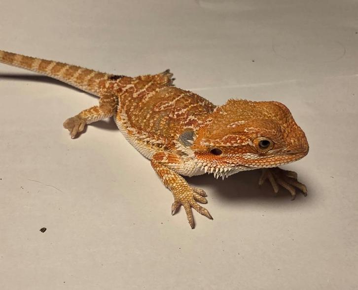 Jonge baardagaam | Orange hypo het trans ️️️33% het zero♀️, Dieren en Toebehoren, Reptielen en Amfibieën, 0 tot 2 jaar, Tam