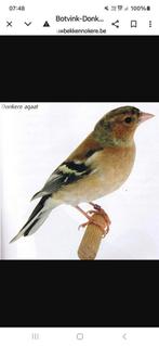 Botvinken, Dieren en Toebehoren, Vogels | Overige Vogels