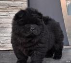 Chow-chow pup, Dieren en Toebehoren, België, Reu, 8 tot 15 weken, CDV (hondenziekte)