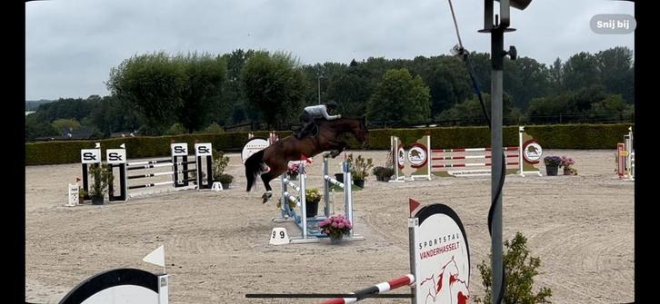 12 jarig springpaard 120-130cm, Tickets & Billets, Musées