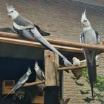 Grijze Valkparkieten, Dieren en Toebehoren, Geslacht onbekend, Parkiet