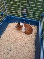 Cavia, April, Cavia