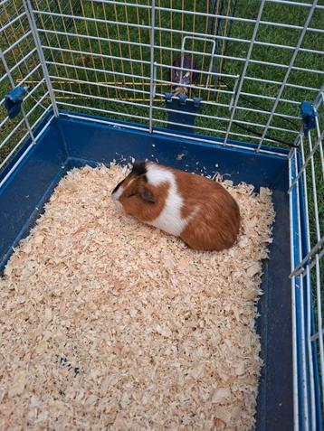 Cavia beschikbaar voor biedingen