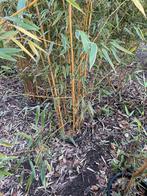 Bamboe in pot, Bamboe, Ophalen