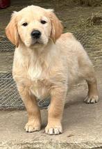 golden retriever pups hobbyfok reutjes, Dieren en Toebehoren, Honden | Retrievers, Spaniëls en Waterhonden, Golden retriever, België