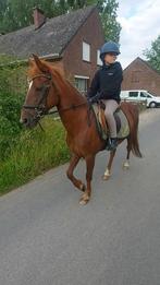 Top D-pony met gouden karakter!, Dieren en Toebehoren, Merrie, Minder dan 160 cm, Niet van toepassing, 11 jaar of ouder