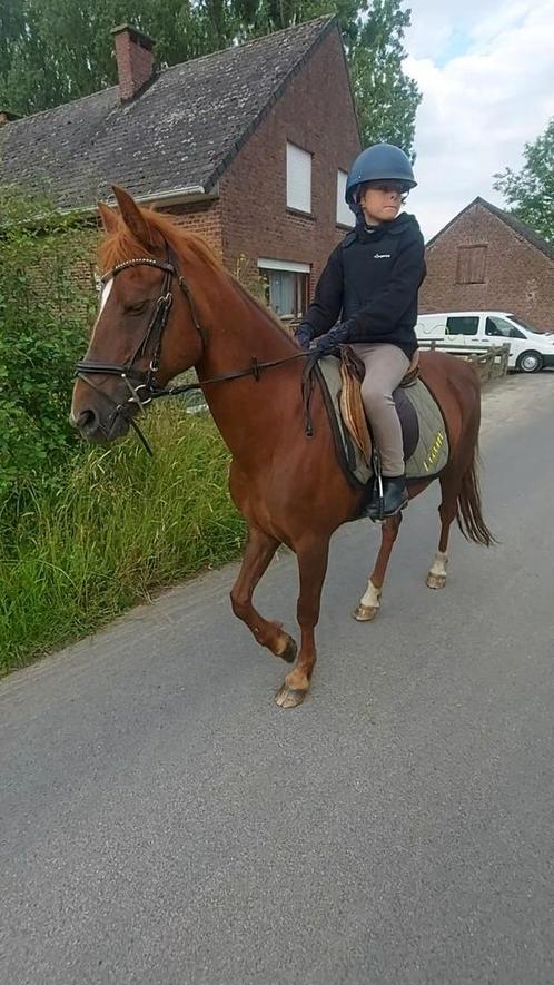 Top D-pony met gouden karakter!, Dieren en Toebehoren, Paarden, Merrie, Niet van toepassing, Minder dan 160 cm, 11 jaar of ouder