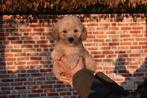 Prachtige Abrikoze Medium Goldendoodle pup, Dieren en Toebehoren, Parvo, België, 8 tot 15 weken, Meerdere