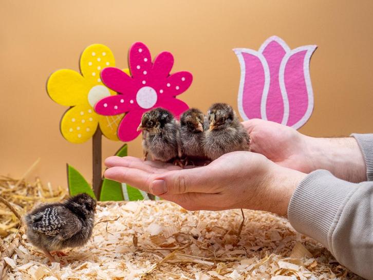 Barnevelder kriel zilver gezoomde kuikens gesekst & ingeënt, Dieren en Toebehoren, Pluimvee, Kip