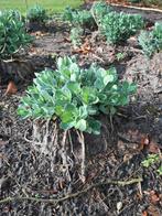 Sedum plantjes, Tuin en Terras, Ophalen