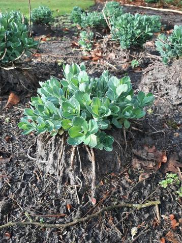 Sedum plantjes, Tuin en Terras, Ophalen