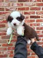 Mooie Australische herder pups, België, 8 tot 15 weken, Meerdere, Meerdere dieren