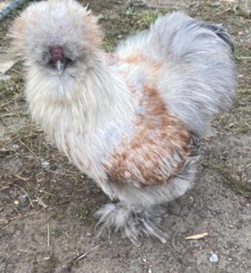Prachtige Zijdehoen USA haan, Mâle, Poule ou poulet